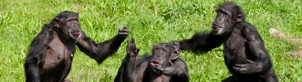 De persoonlijkheden van de chimpansees en de rol daarvan in sociale relaties