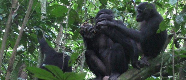 Vrouwelijke zwellichamen in bonobo’s