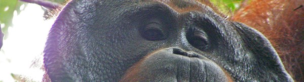 Waar orang-oetans weer leren om aap te zijn