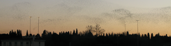 Gezamenlijke bewegingen bij zowel vogels als vissen